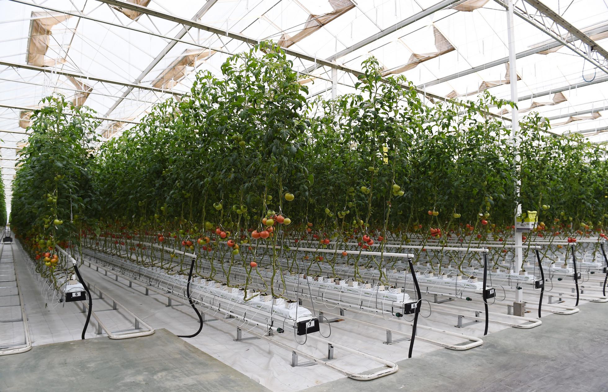 Tomato plants growing inside a greenhouse in Azerbaijan.